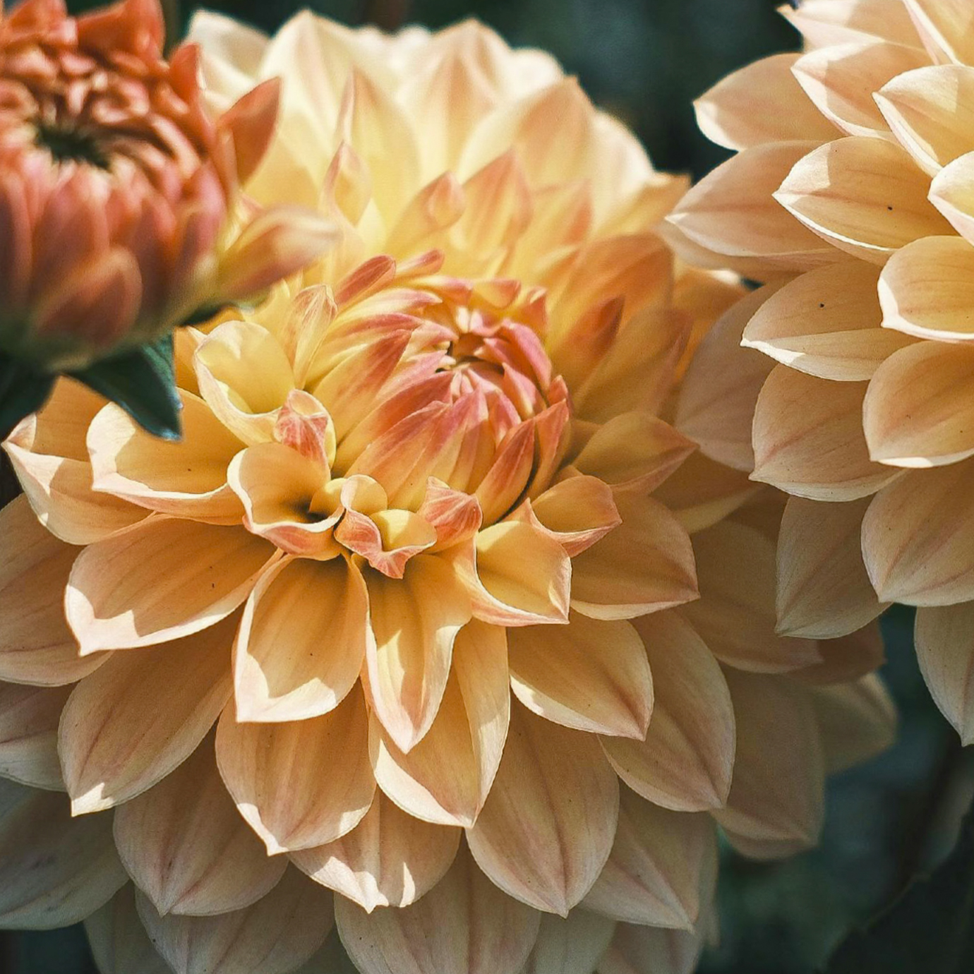 PHOENIX SYMBOLIZES RENEWAL – MOVEMENT, CHANGE, AND LIGHT.