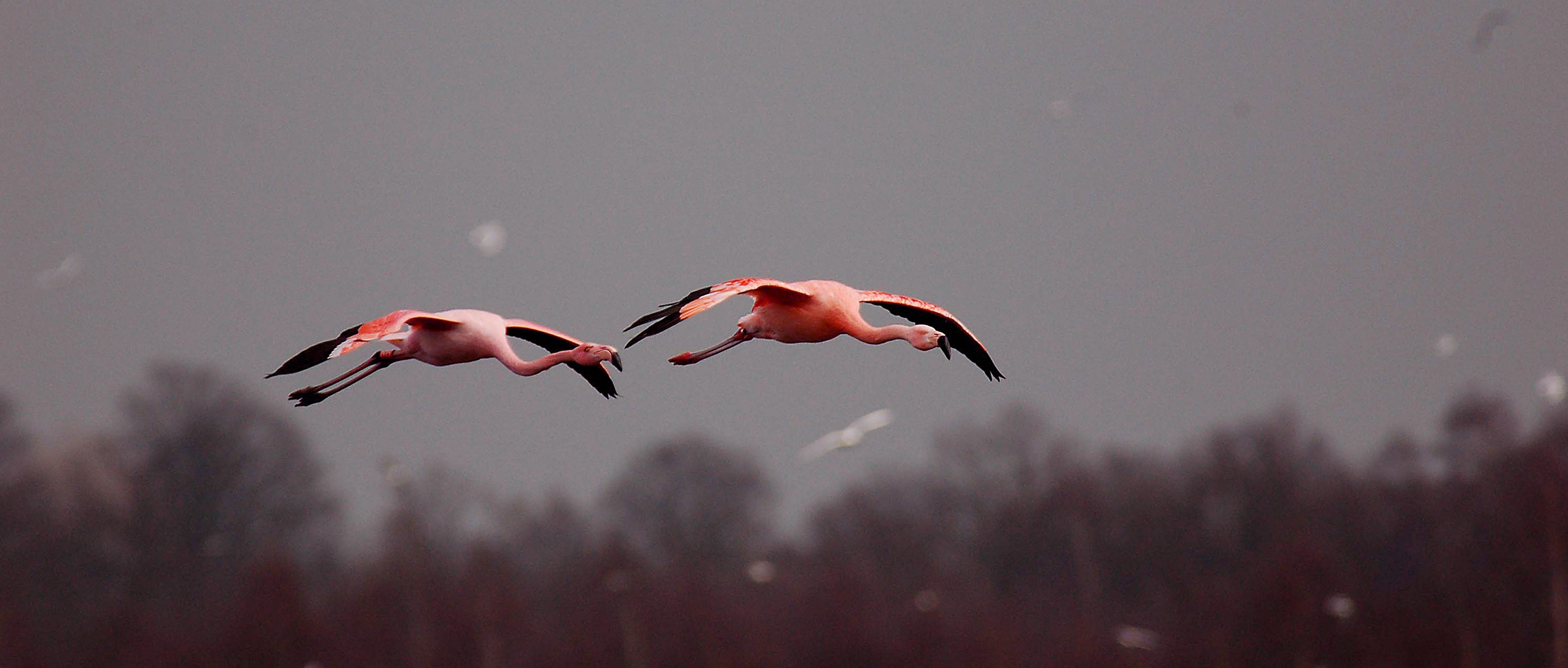 2 fliegende Flamingos mit Bäumen im Hintergrund