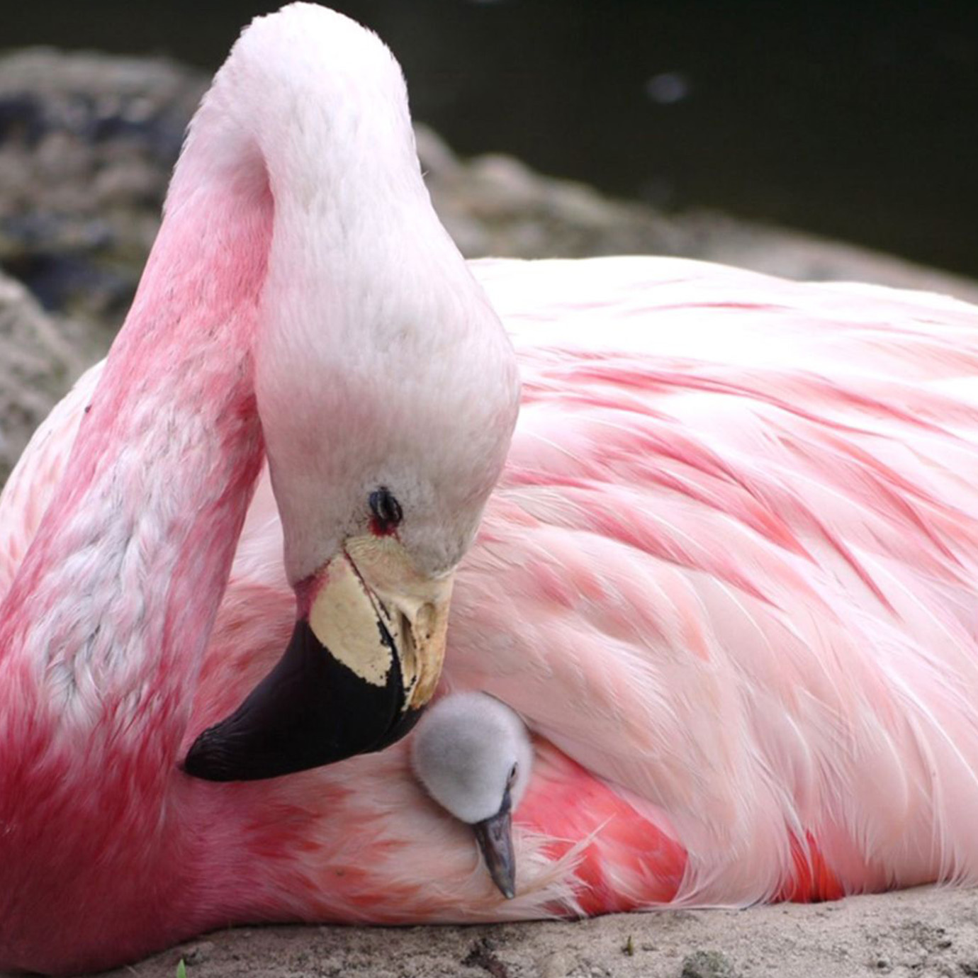 SPONSORSHIP IN PINK – NIESSING‘S COMMITMENT TO ITS HOME TOWN