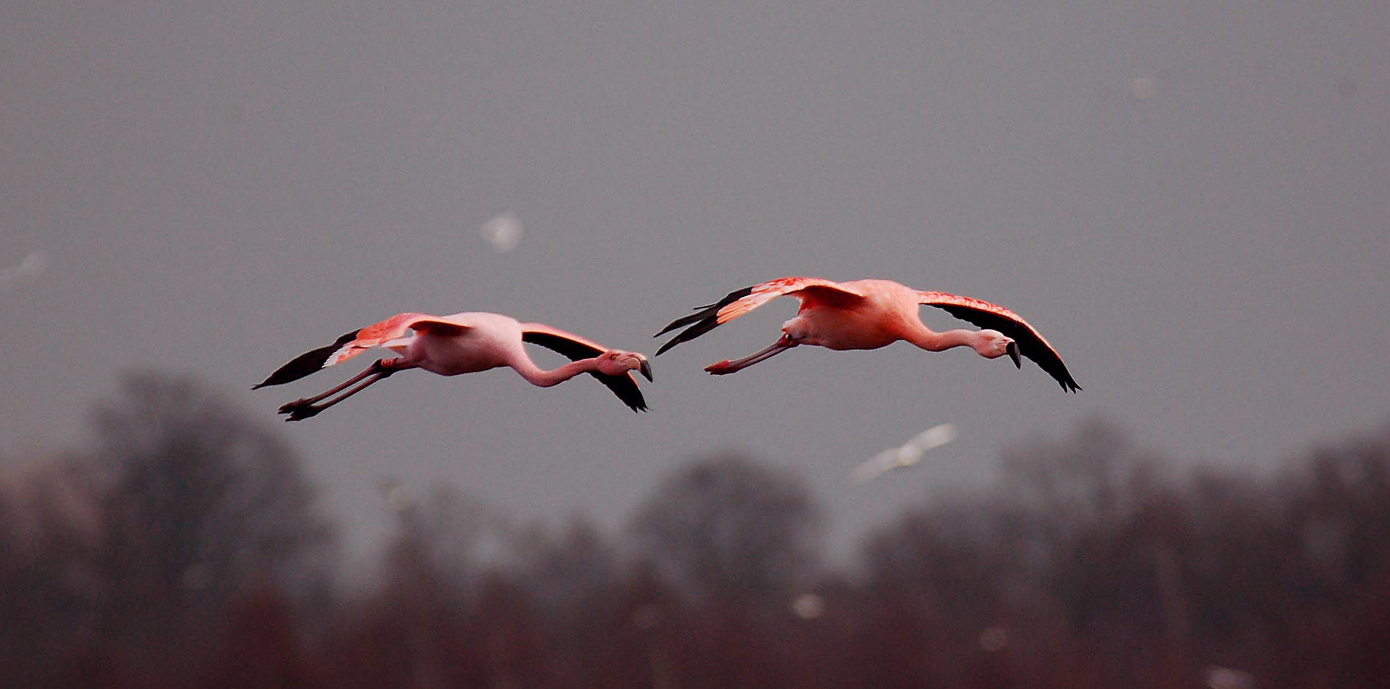 2 fliegende Flamingos mit Bäumen im Hintergrund
